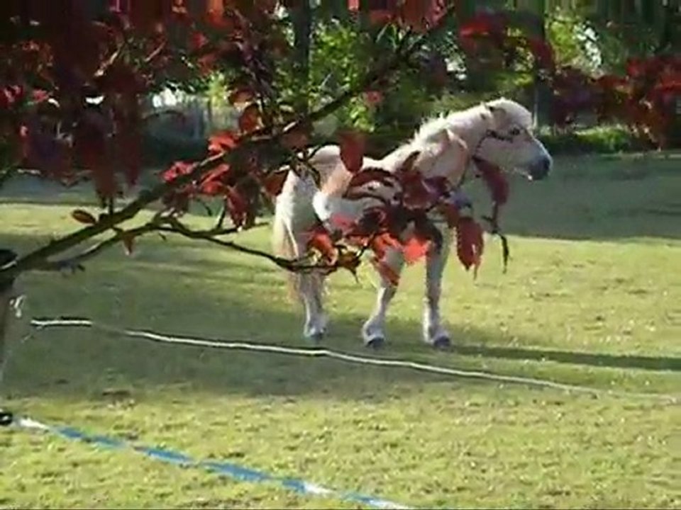 Magic & Vent D'ouest