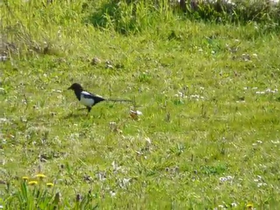 Balade de Pie bavarde (Pica pica)