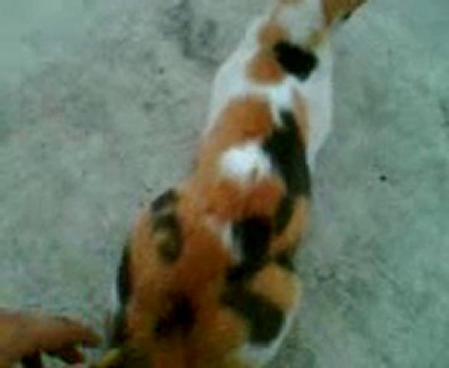 Rude kitty
