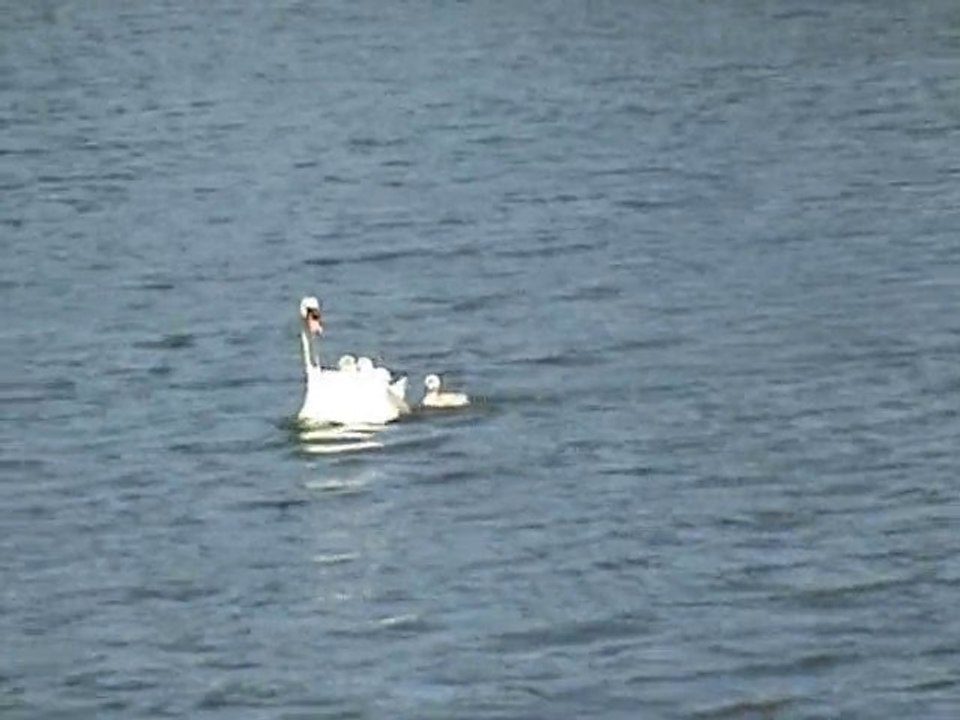 Une maman cygne et sait bébés