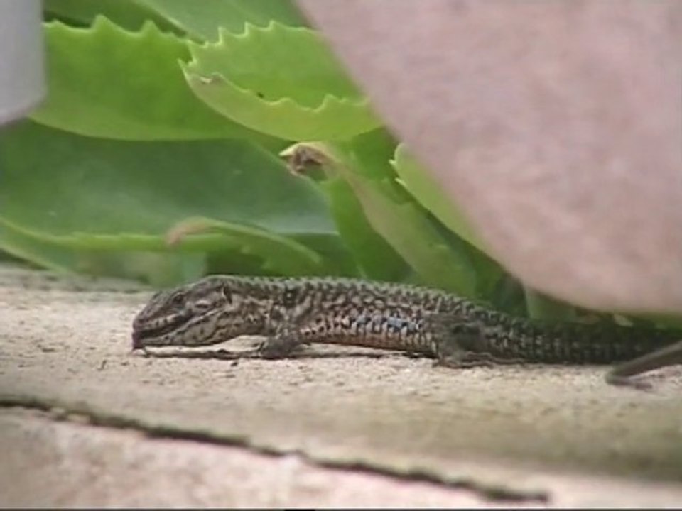 Lézard vs abeille