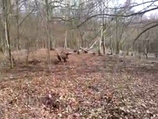 un gros sanglier dans sa bauge