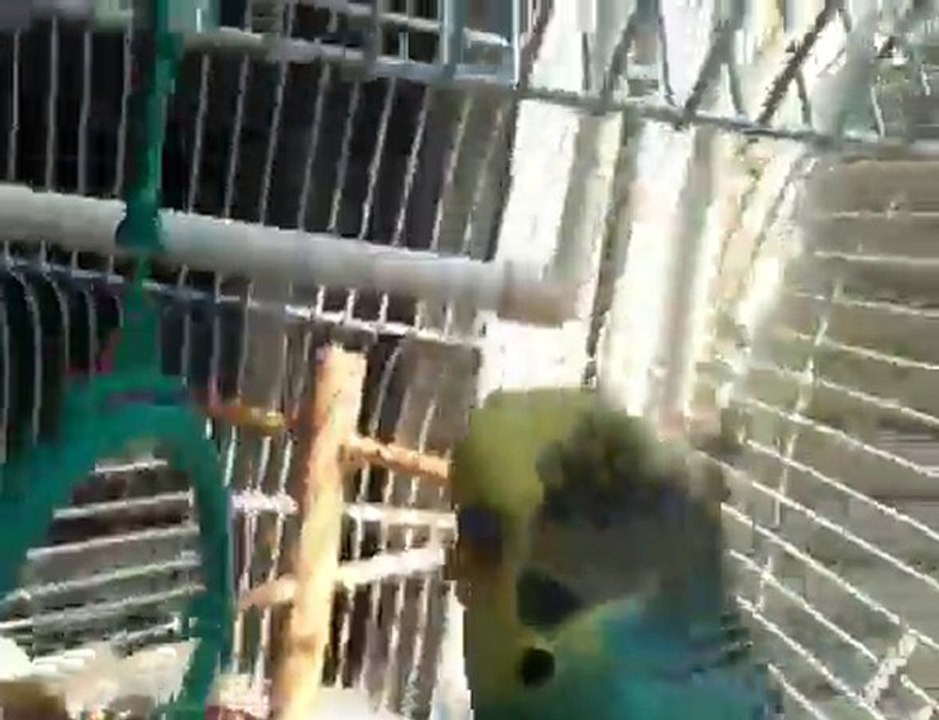 Mon Oiseau Au Soleil