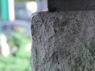 Test N°8756 ou Le Bal Des Fourmis