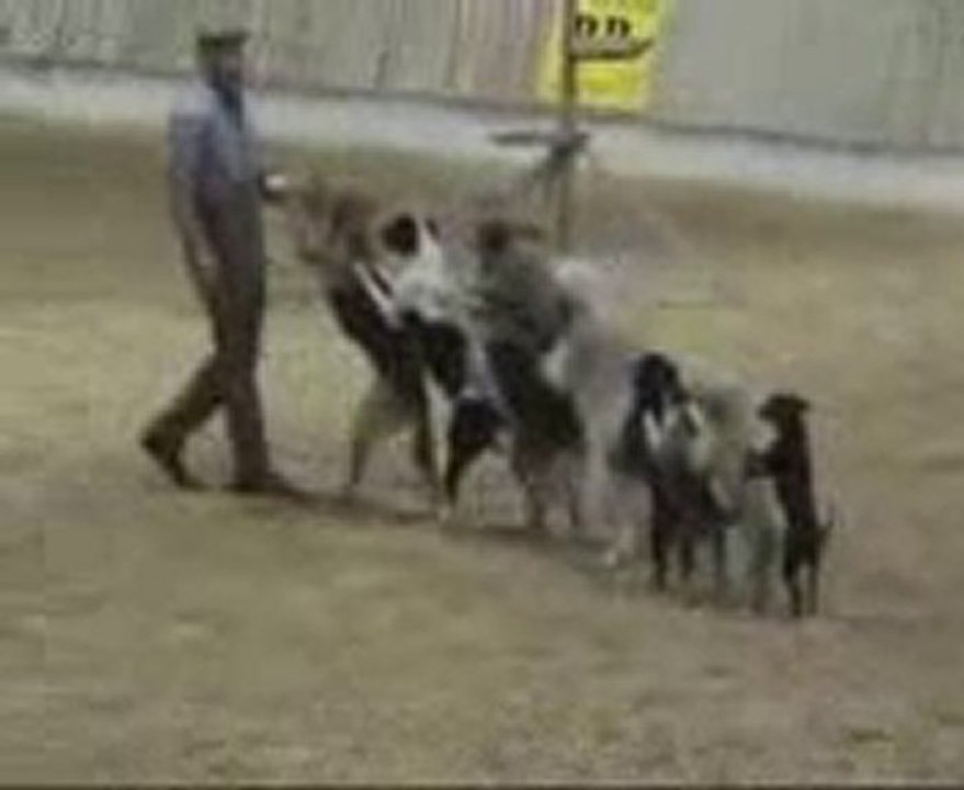 Dunyanın En İyi Köpek Gösterisi
