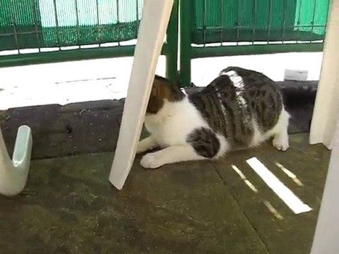 Vanille qui chasse les lezards