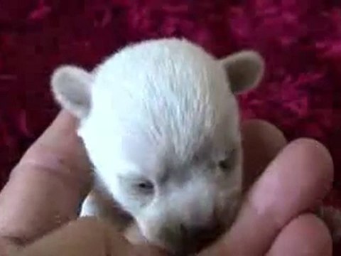 Videos Cachorros chihuahua Mini abriendo los ojos