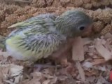 Hand-Fed Parrotlets For Sale: American Yellow Parrotlet