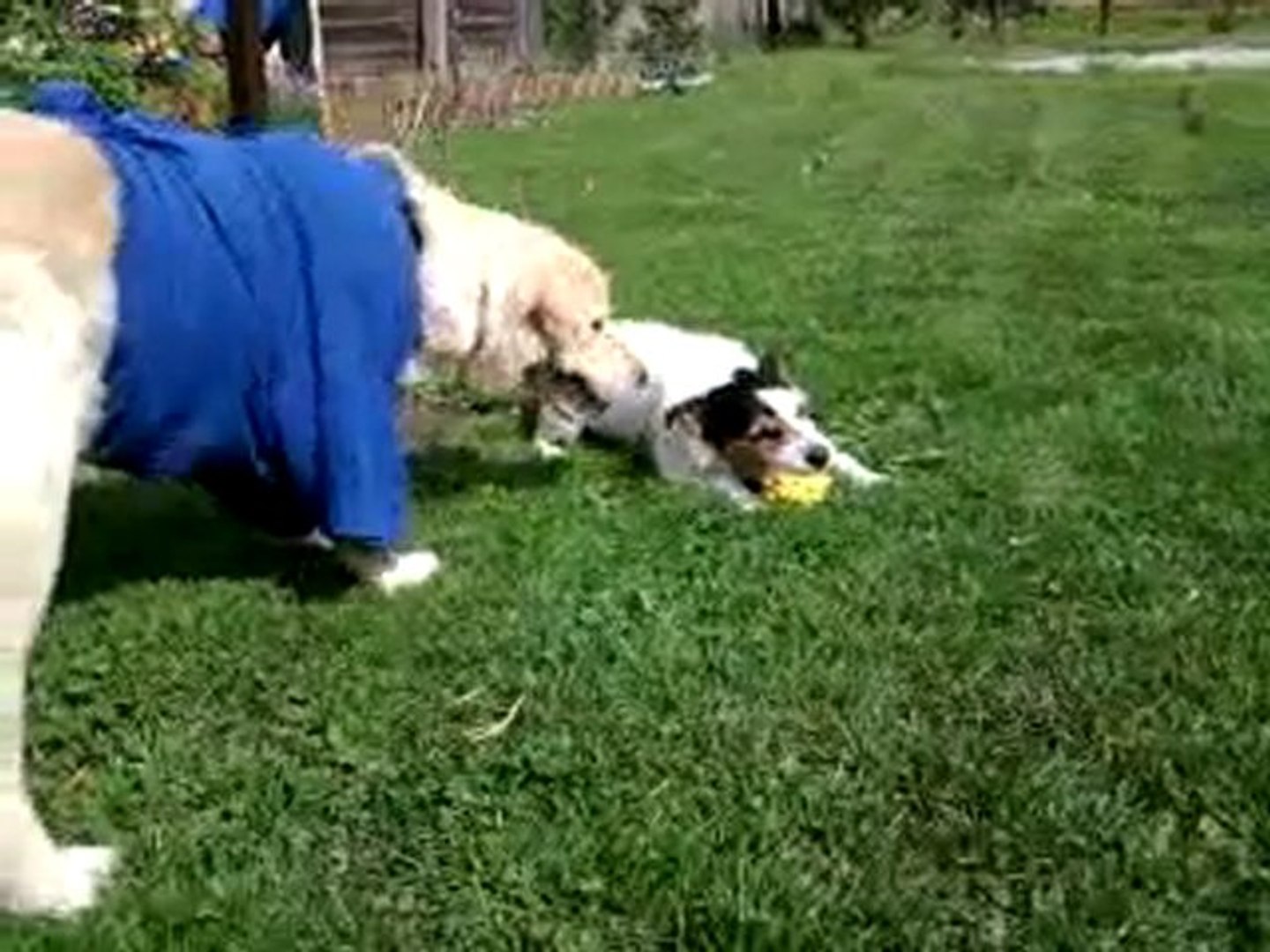 ⁣Big dog vs. Small dog