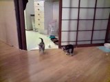 les chatons jouent au foot 1