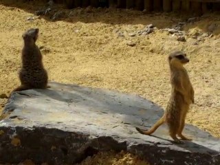 suricate du zoo d'Amiens