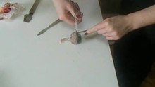 disectie