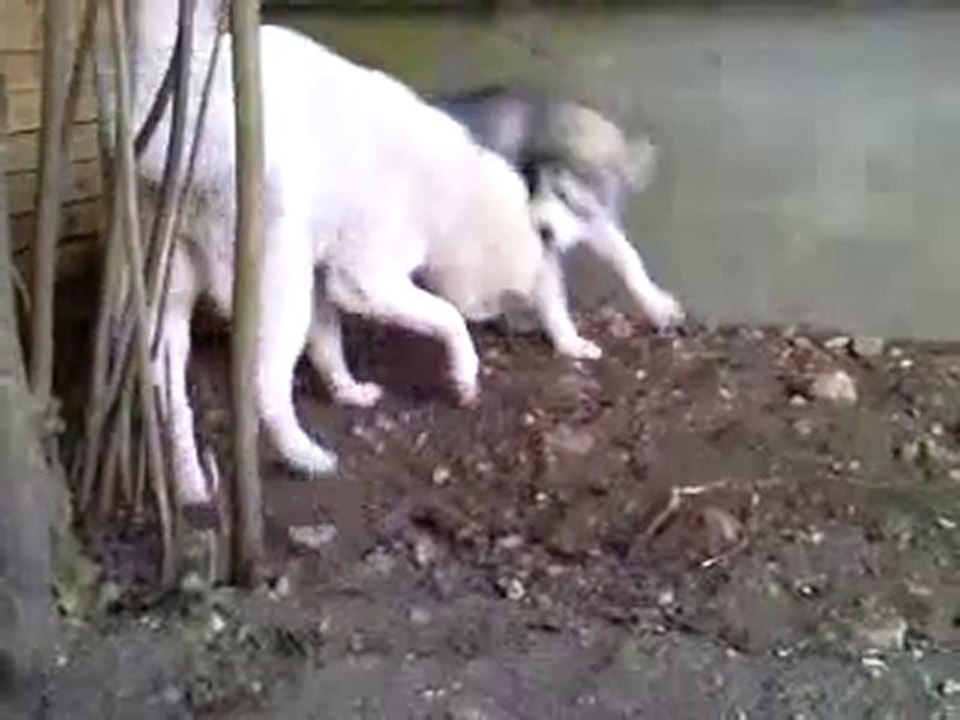 Jeux de chiens jeux de vilains Eaisty et Funkyss