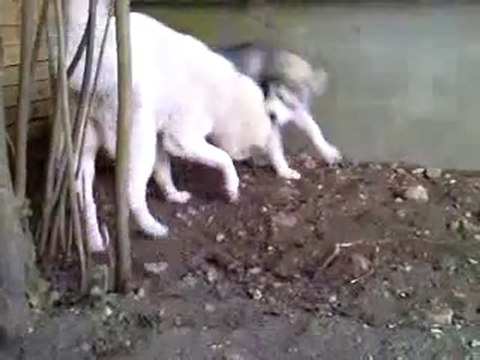 Jeux de chiens jeux de vilains Eaisty et Funkyss