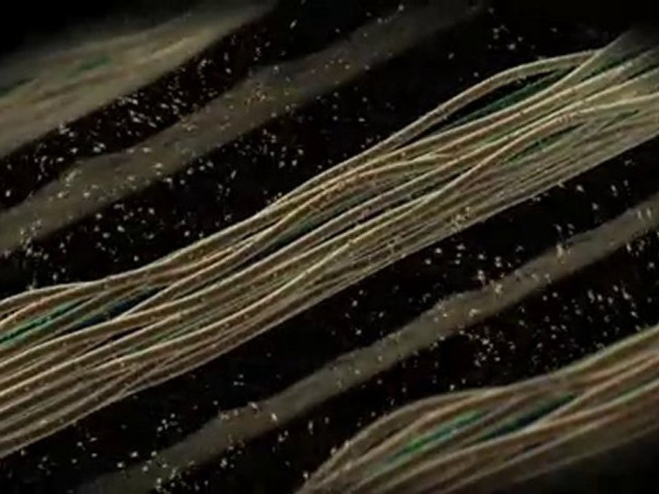 Renewable Energy: Biomass Energy: Broadcast Animation