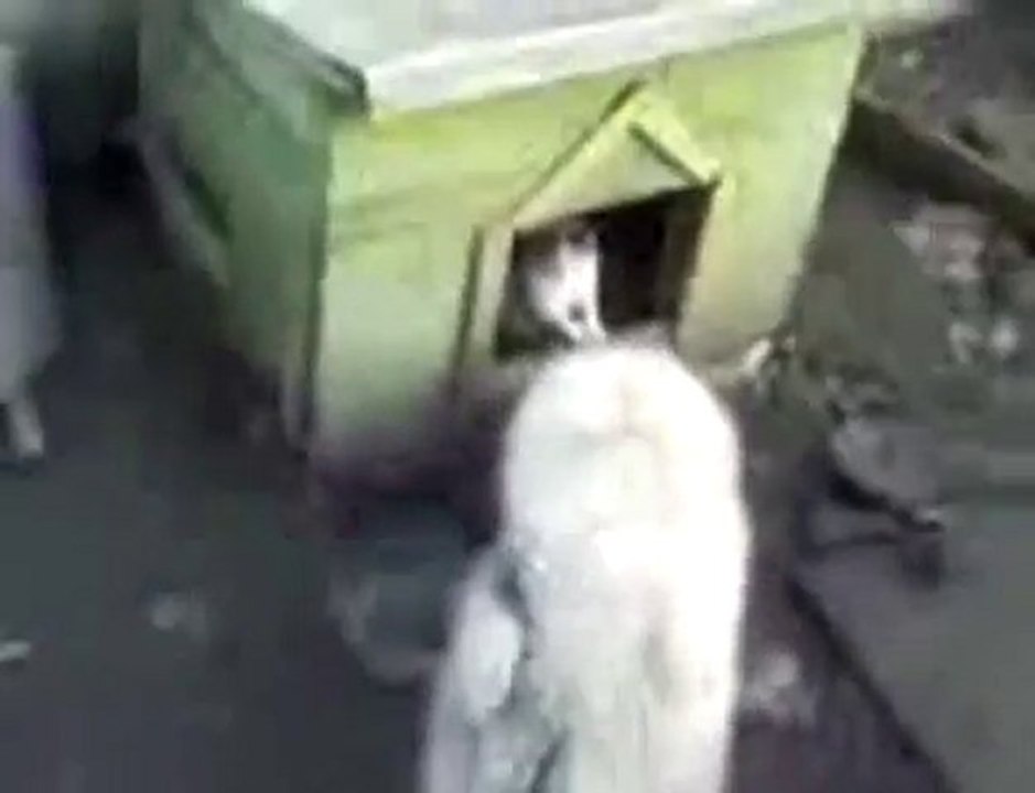 Un chien a peur d'un chat