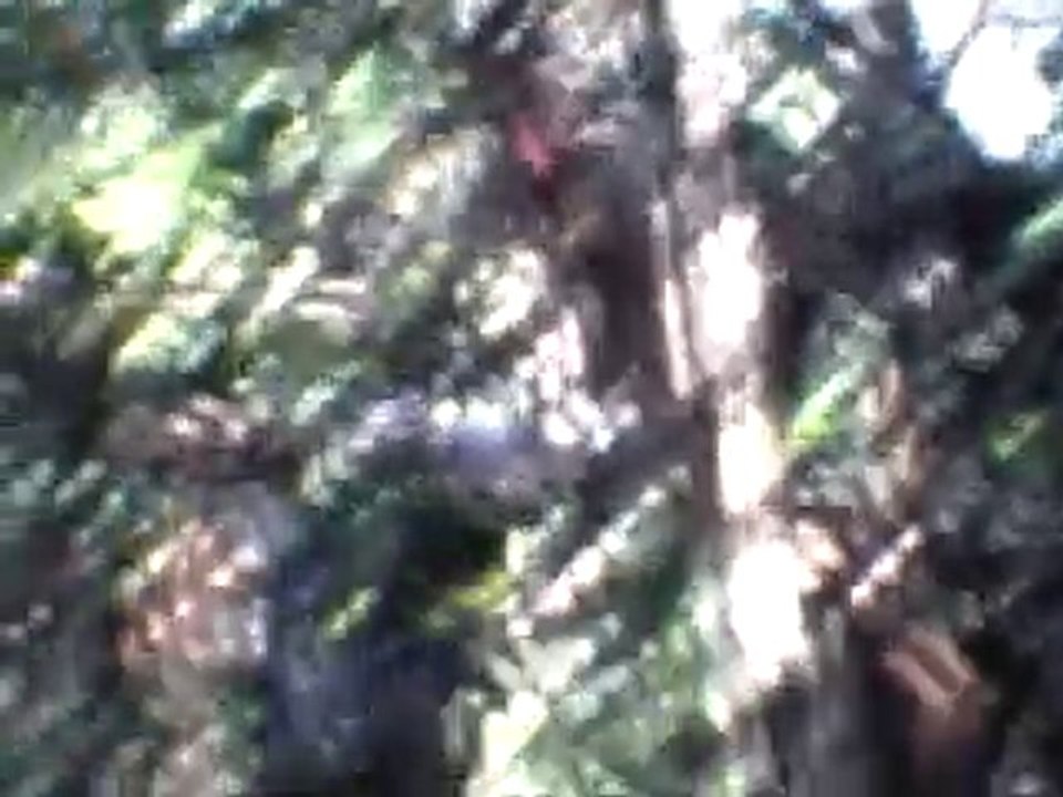 bagne des anamites 1969