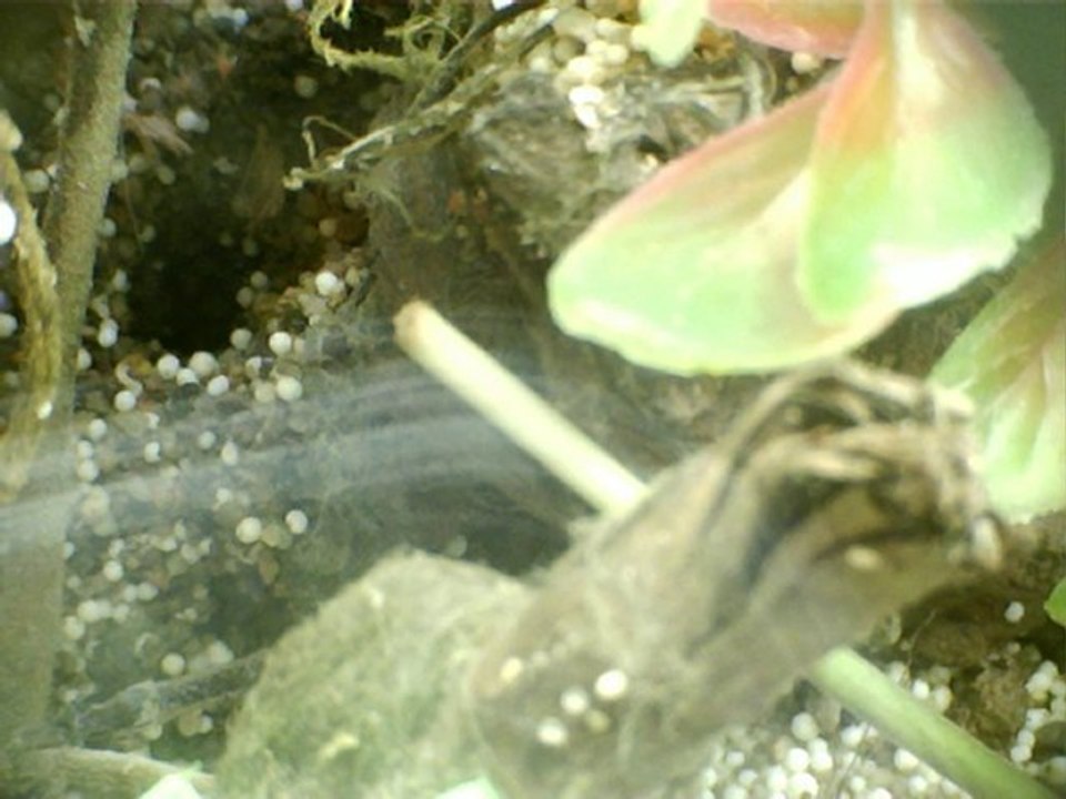 entrée du nid acromyrmex a yomen