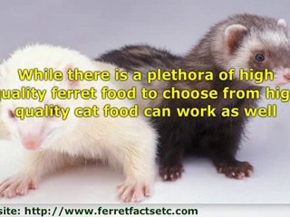 Baby Ferret Tips and Information You Need to Know