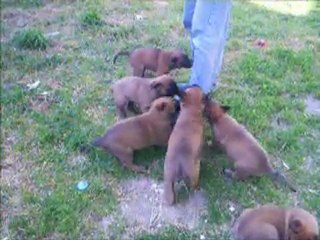 chiots de 6 semaines