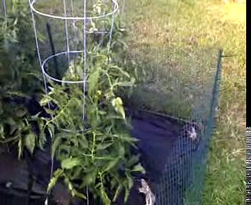 Garden Update
