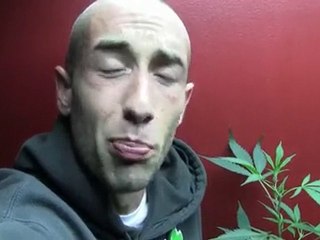 Video - The Best Knowledge - marijuana brownies