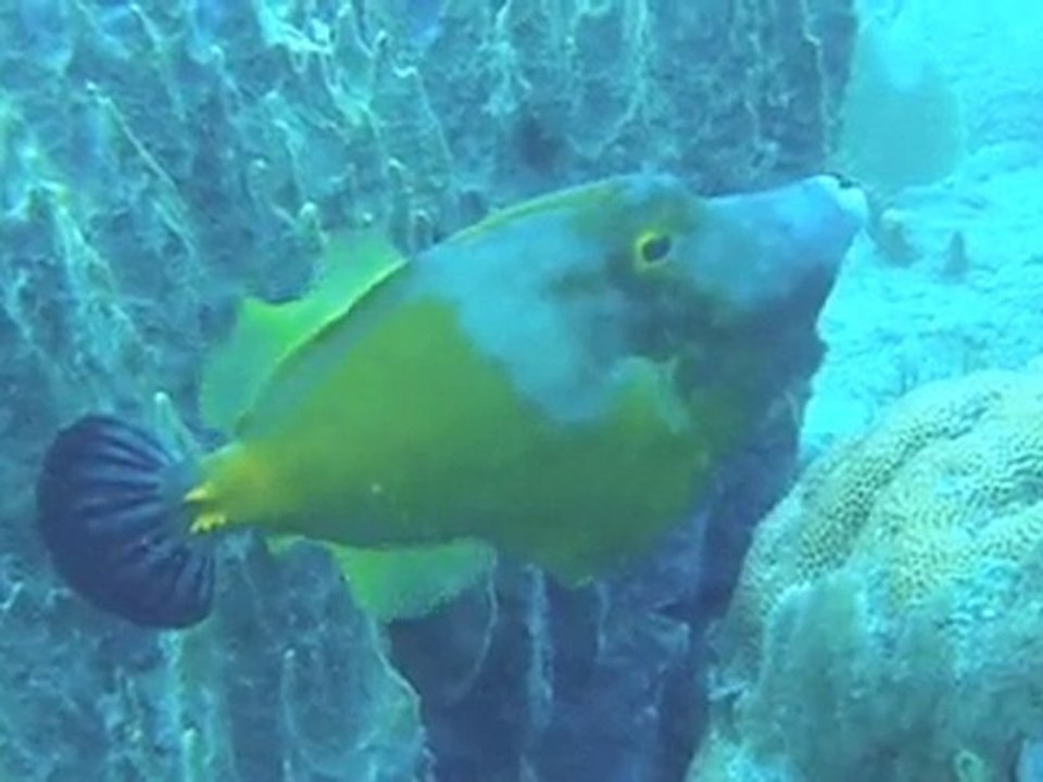 Plongée 20 mai 2010