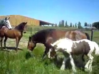 irish cob d'aljuba dans l'herbe