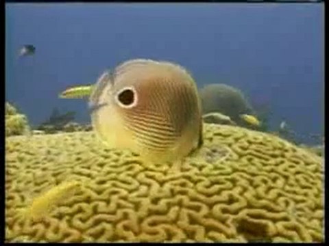 Denizdeki canlıların şekil değiştirmesi