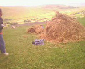 köylü rezil cocuklar