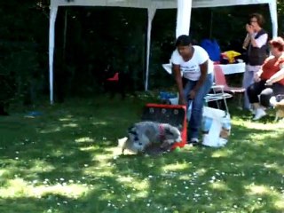 Dove demo expo tours flyball