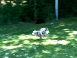 Dove demo expo tours flyball 1