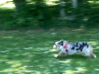 Dove demo expo tours flyball 2