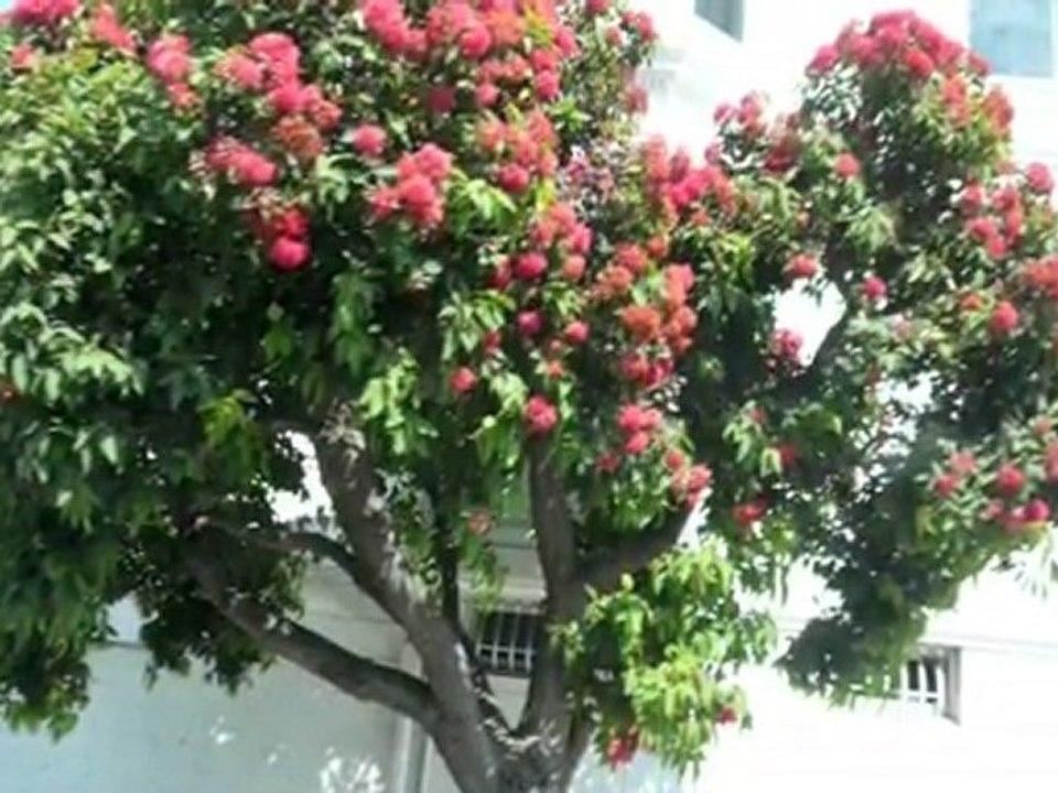 San Francisco *San Francisco * Slow