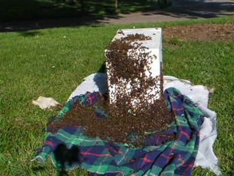 cueillette essaim abeilles ruchette lerouge dadant 4x4 /2