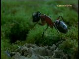 Karıncaların sıradışı doğal afet yöntemleri