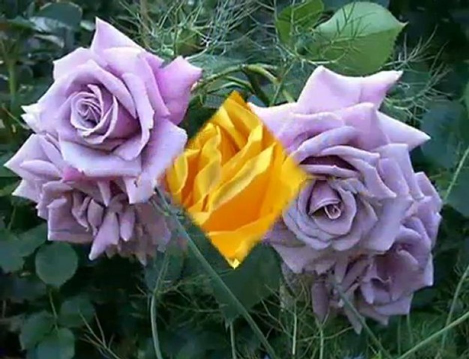 ilahi videolar,ilahiler,wWw.canmedinem.net,video o gelıyor o