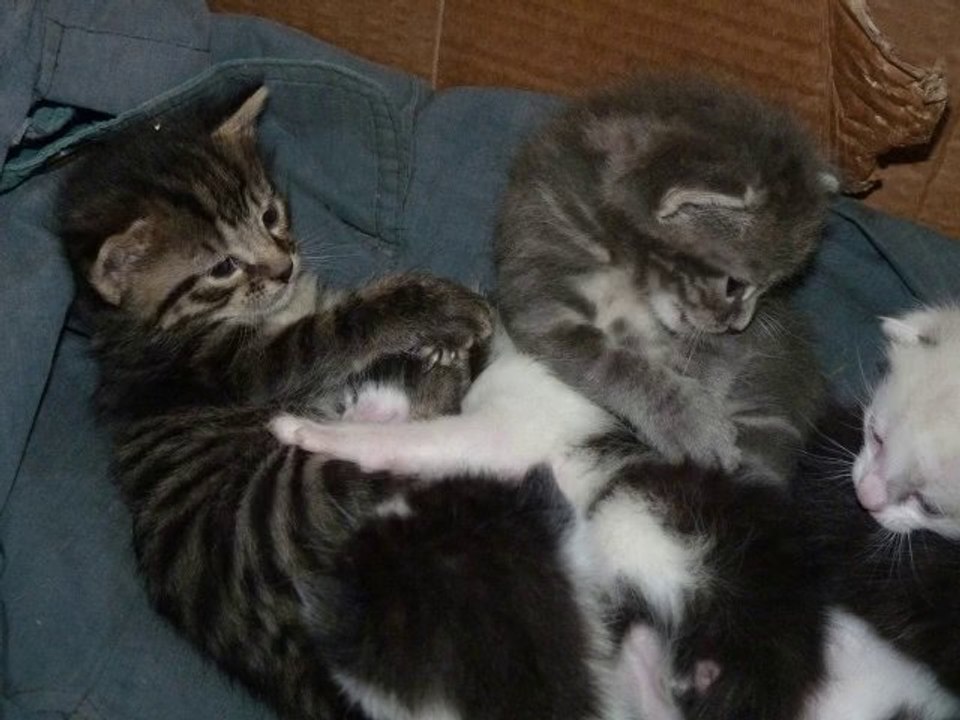 Les 13 petits chatons de 16 à 21 jours qui s'amusent
