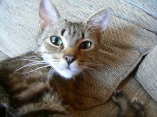 mes chats, année 2009