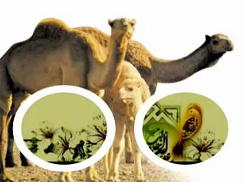 ilahiler videolar, canmedinem.net İbrahim Cuşan İlahi Aşk