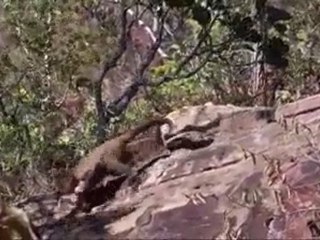 Kapuçin Maymunları Cine-izle.net