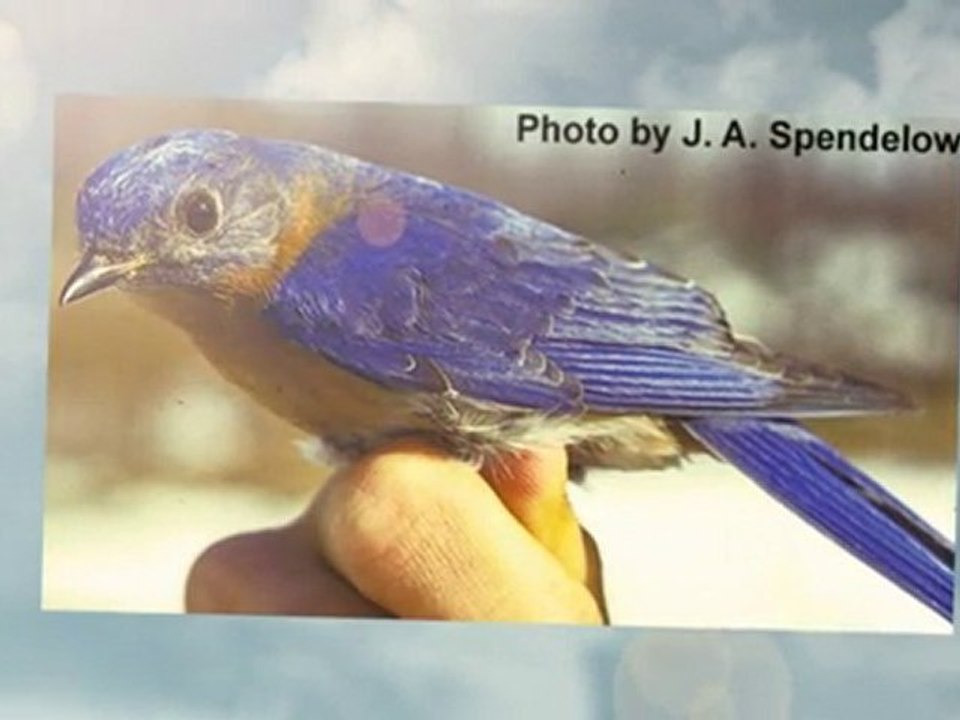 Birding For Beginners - How To Get Started