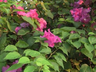 KOH TAO CABANA HOTEL
