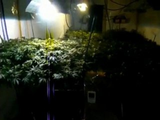 Hey! Hundreds of cannabis videos for the Grower