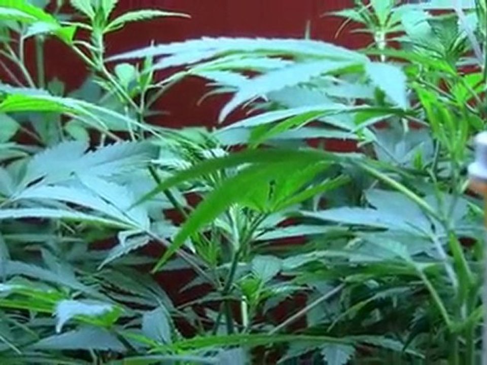 Video!  Watch - Cannabis health - why medical cannabis