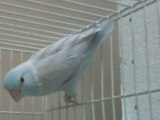 Dilute Blue Parrotlet Color Mutation - Parrotletbirds