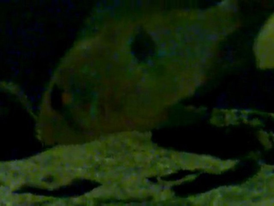 Geophagus İporangensis 2