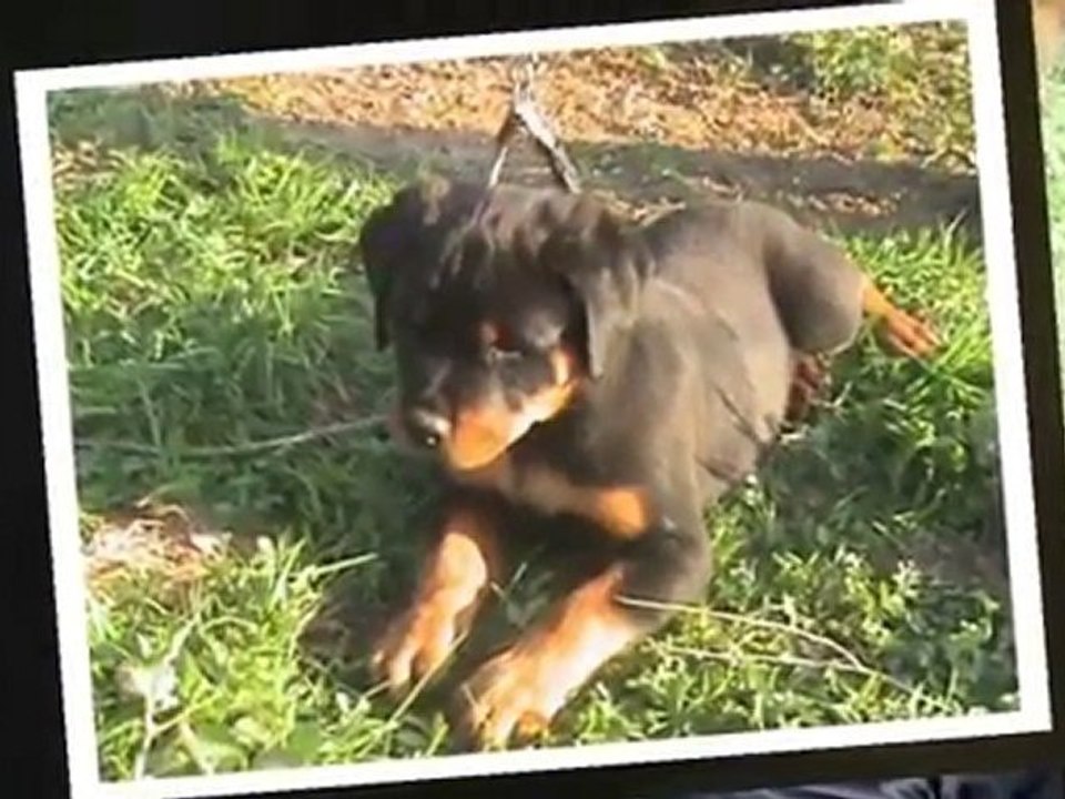 VOILA TOUS LES CHIOTS DE ULLA DE LICORNE NOIRE