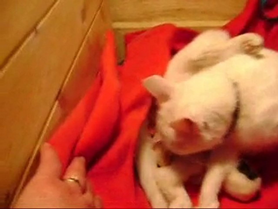 naissance en direct