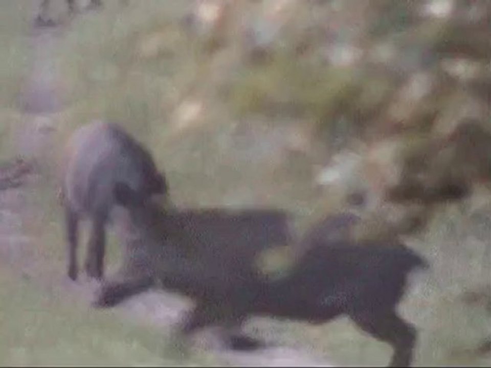 Sangliers au grand marais